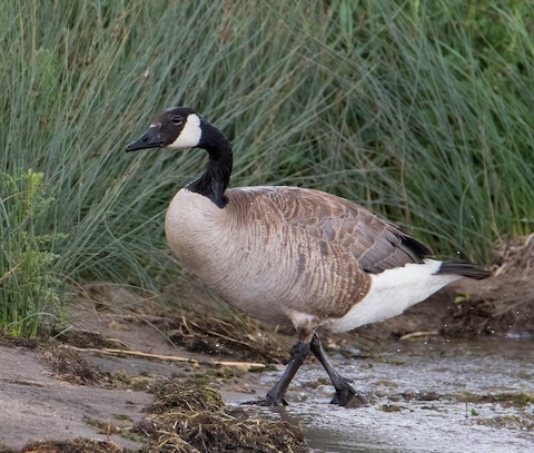 Canada goose hotsell branta canadensis españa