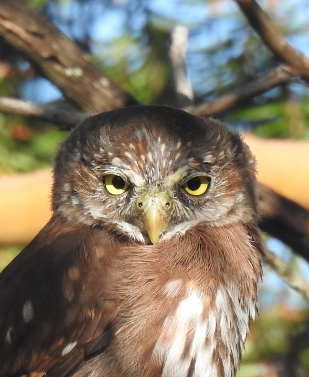 Northern Pygmy-Owl - Cos van Wermeskerken