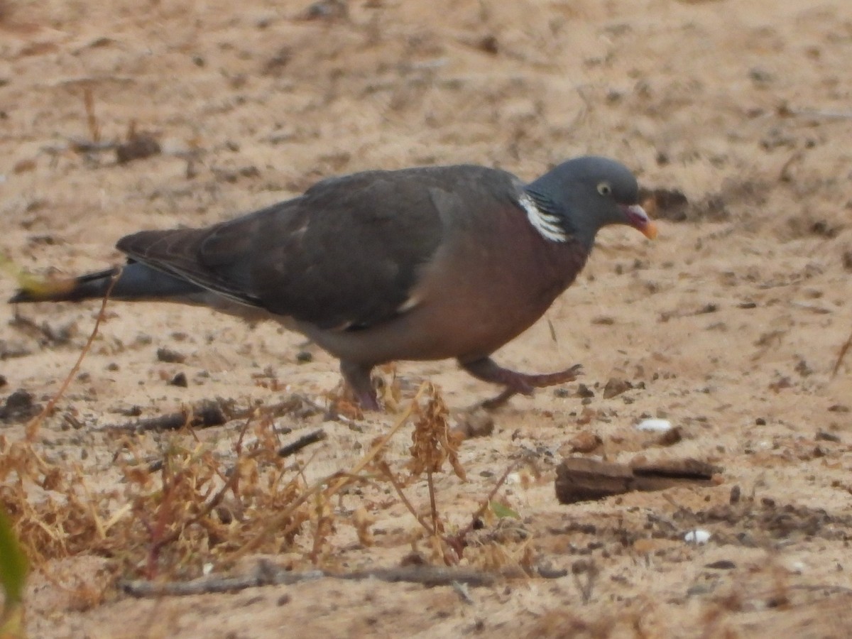 Common Wood-Pigeon - ML600601311