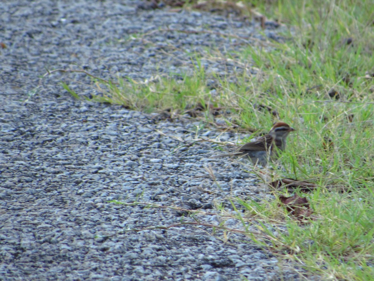 Chipping Sparrow - ML600602771
