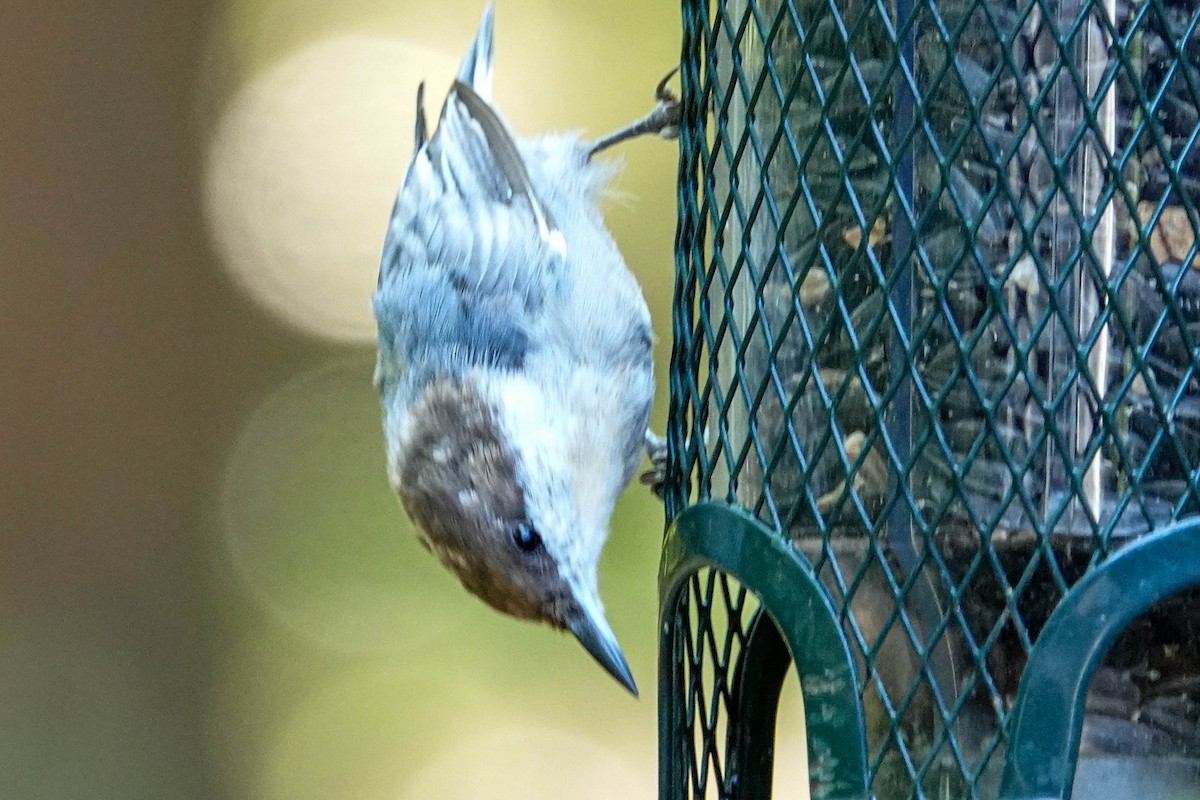 Brown-headed Nuthatch - ML600603311