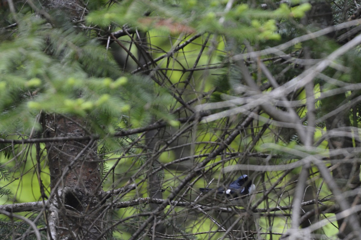 Black-throated Blue Warbler - ML60060461