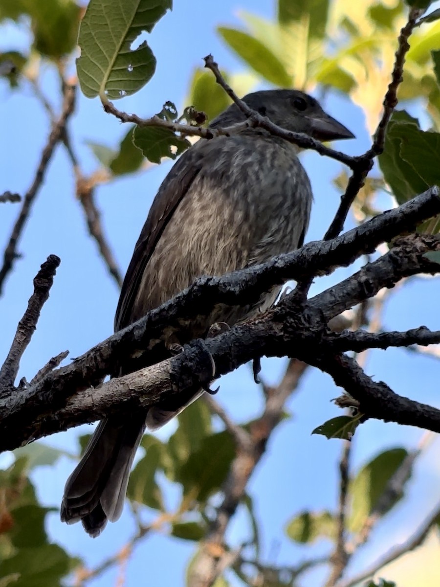 Ebird Checklist Aug Miller Canyon Beatty S Guest Ranch Species