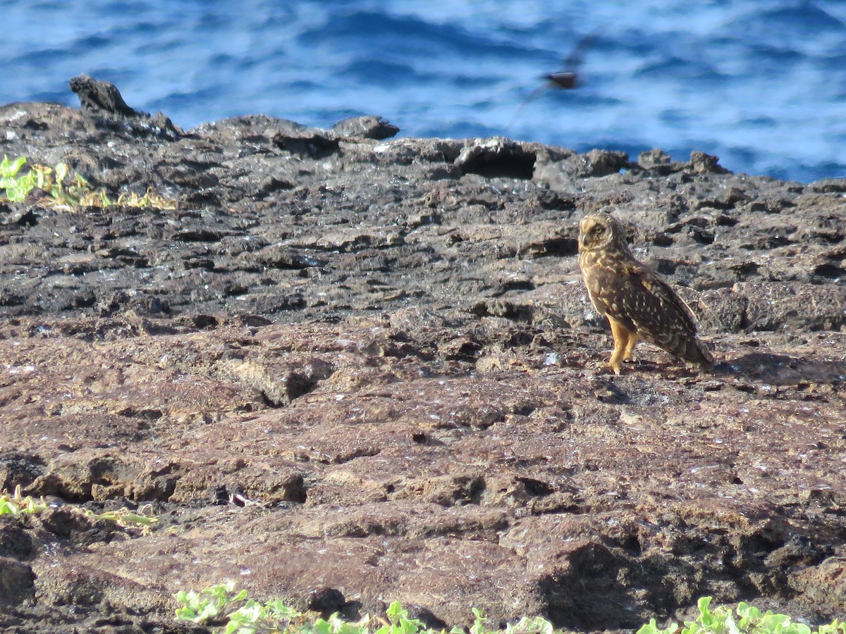 Short-eared Owl (Galapagos) - ML600608041