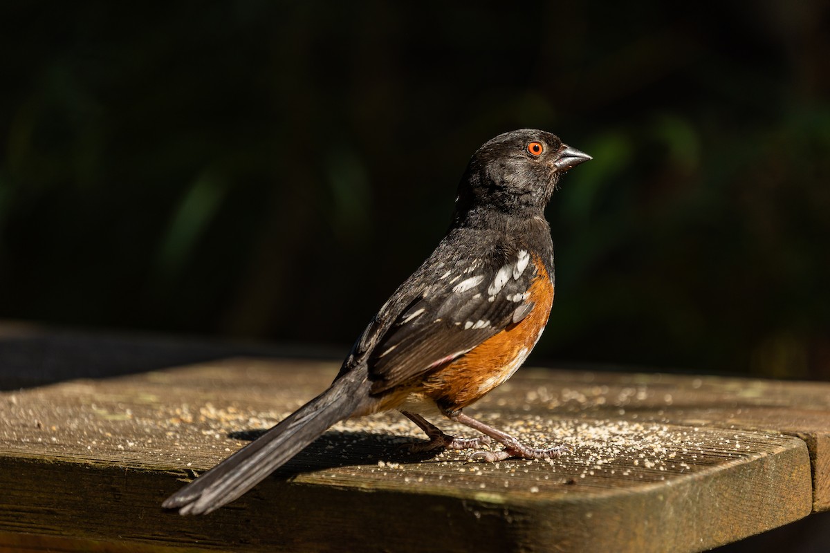 Spotted Towhee - Tom Ringold