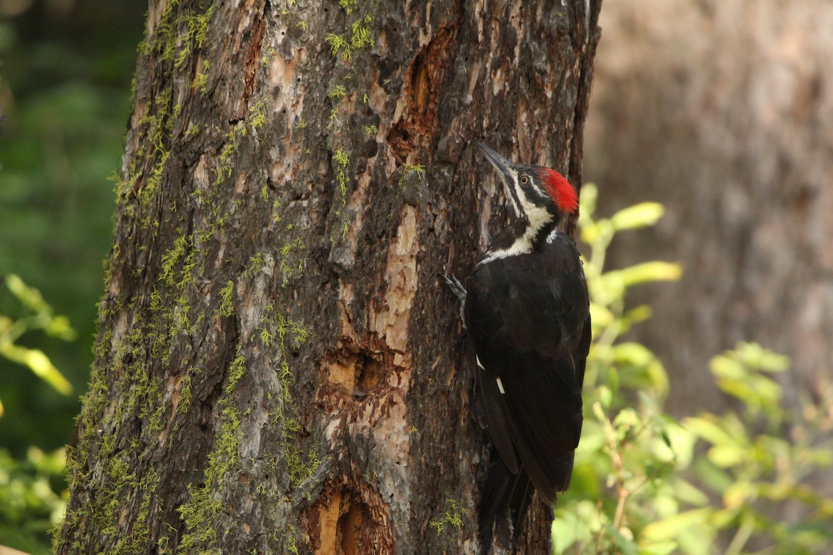 Pileated Woodpecker - ML600613501