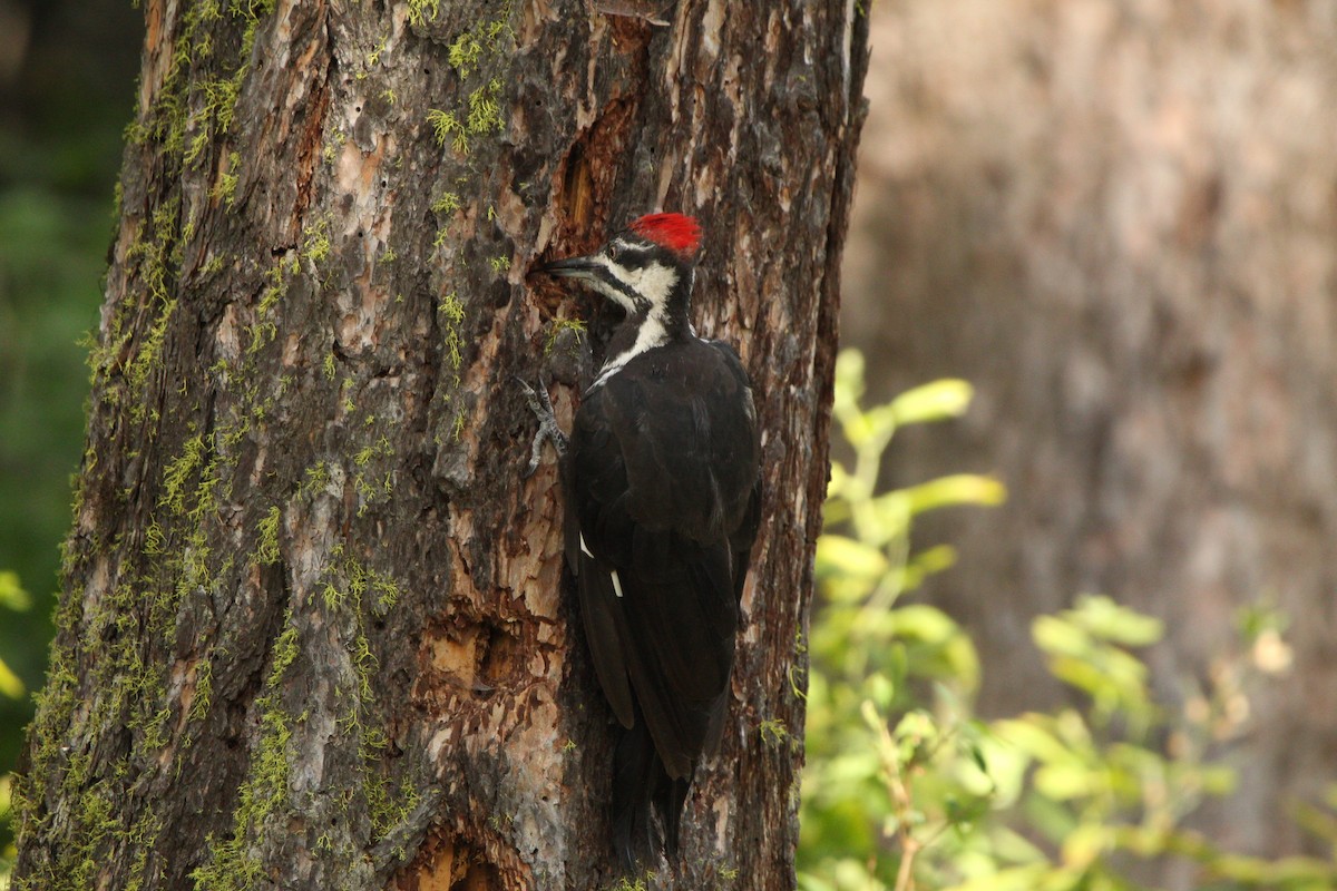 Pileated Woodpecker - ML600613511