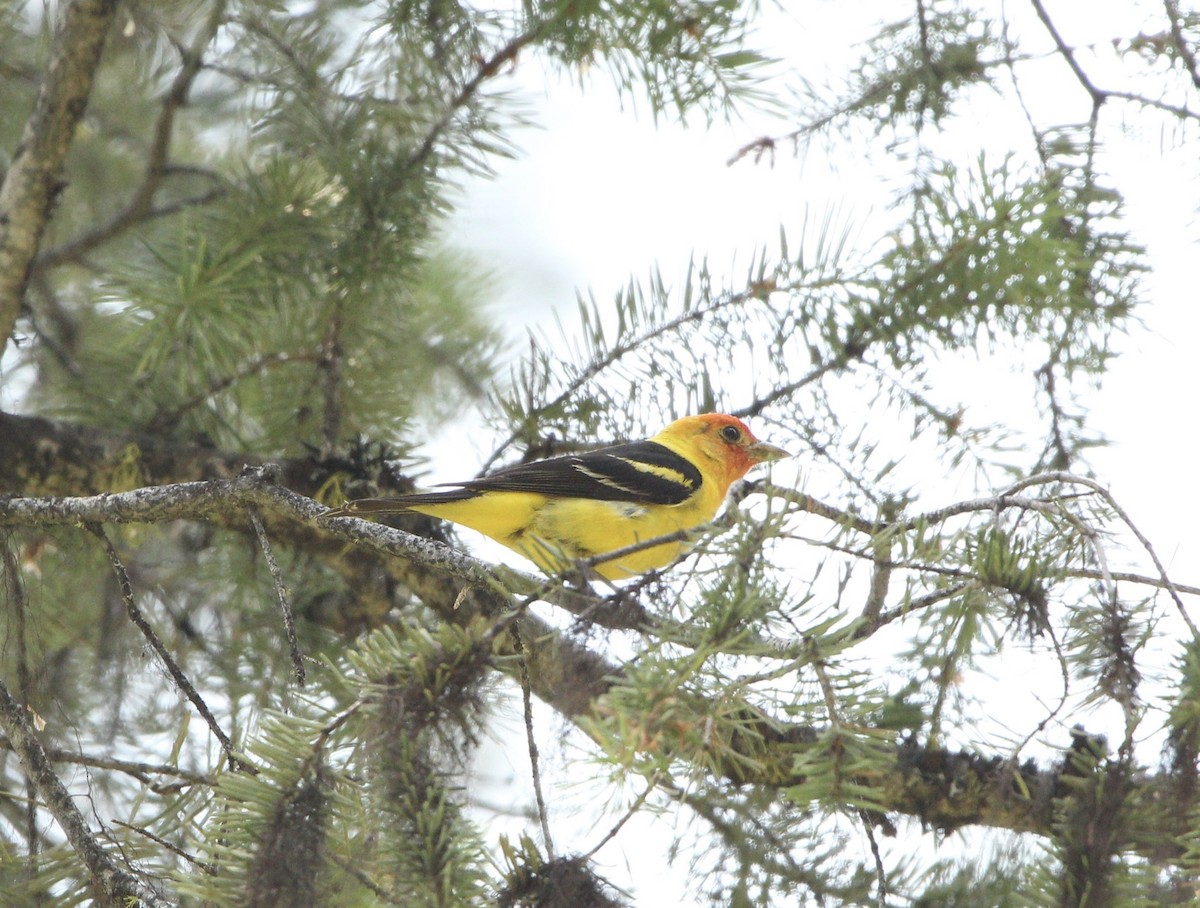 Western Tanager - ML600614601