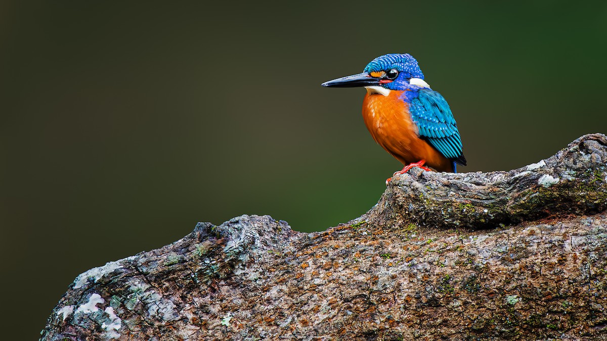 Blue-eared Kingfisher - ML600621071