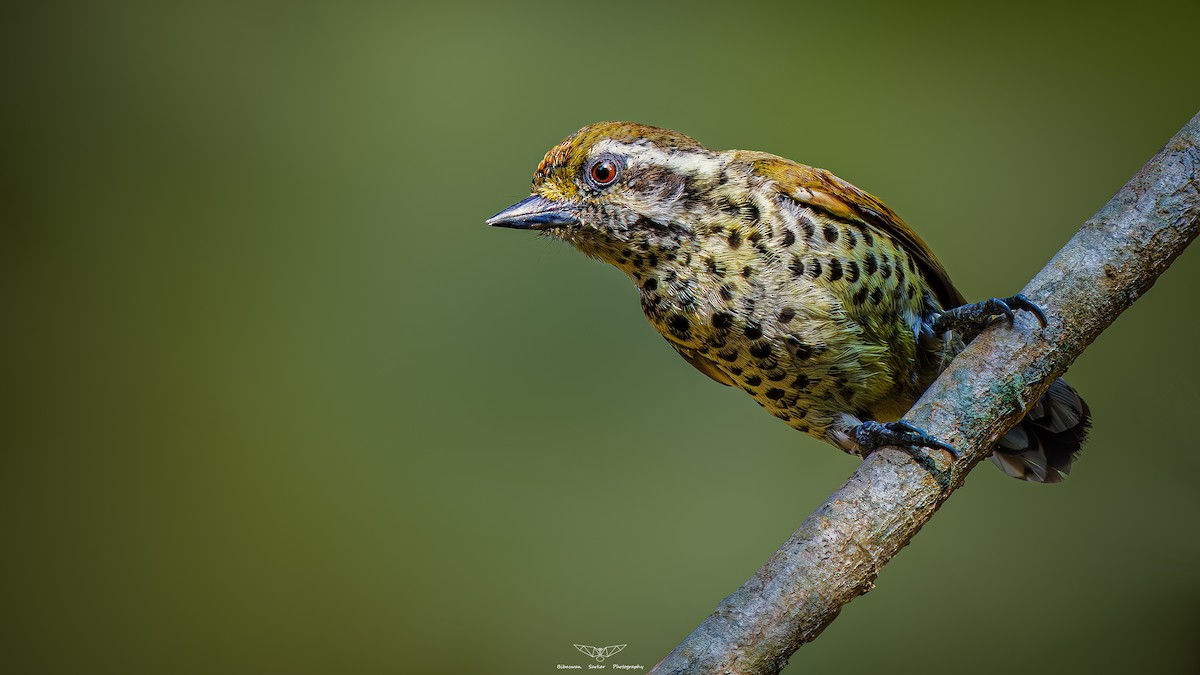 Speckled Piculet - ML600621111