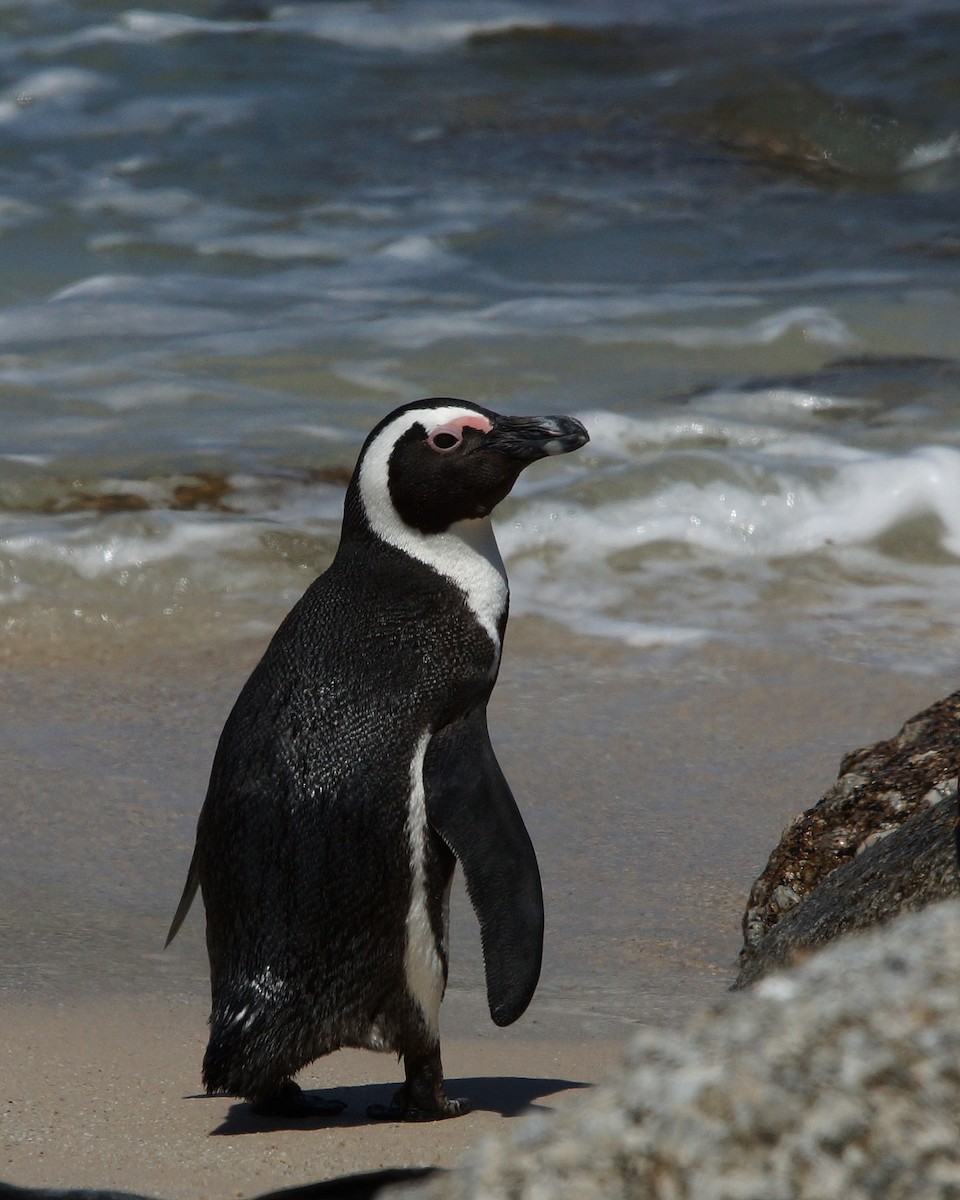 Pingüino de El Cabo - ML60062671