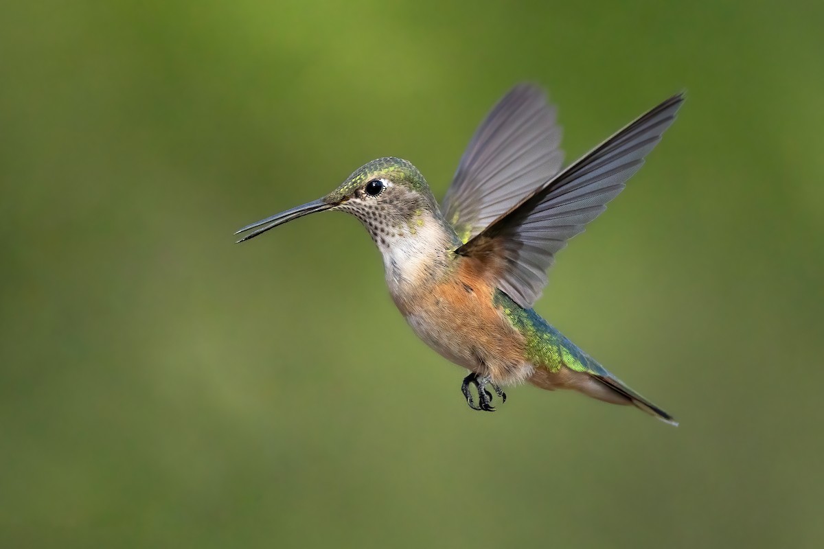Broad-tailed Hummingbird - Fernando Ortega