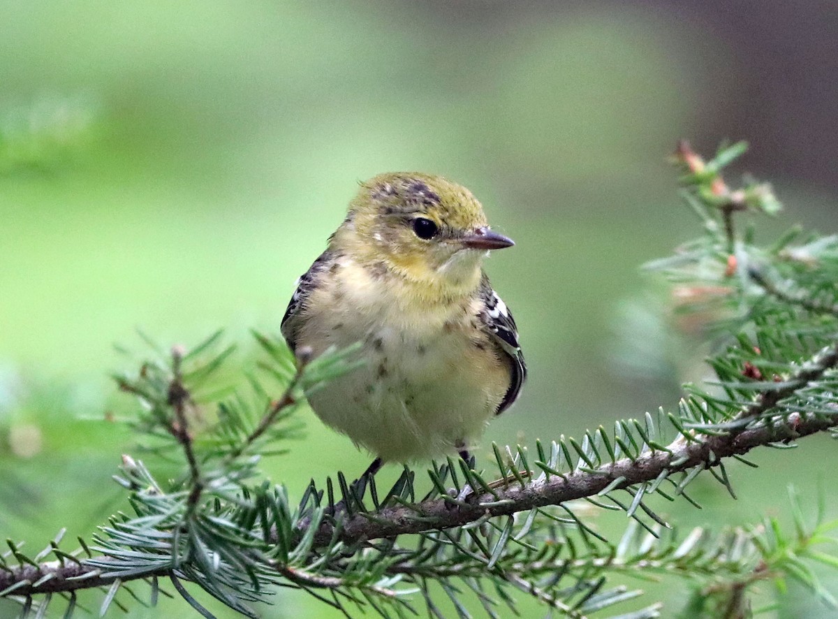 Bay-breasted Warbler - ML600632461
