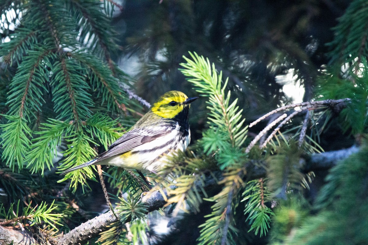 Black-throated Green Warbler - Tom Lally