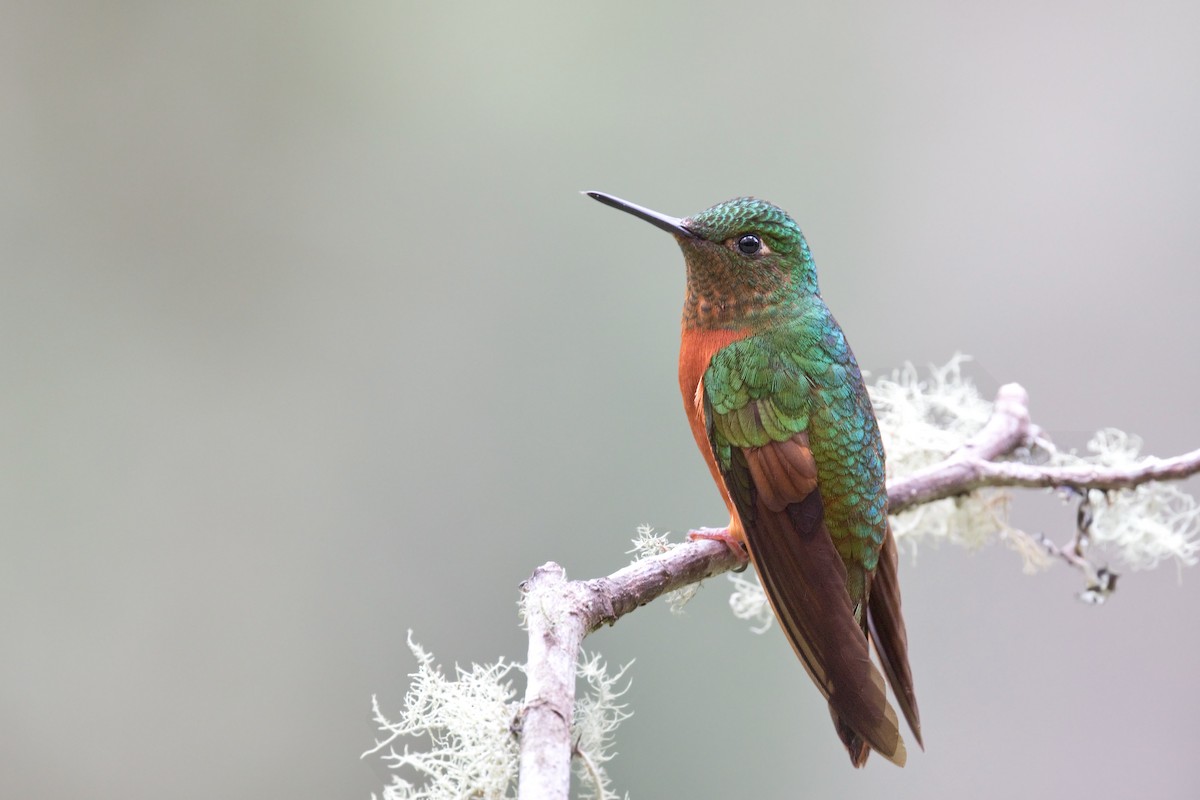 kolibřík peruánský - ML600643341