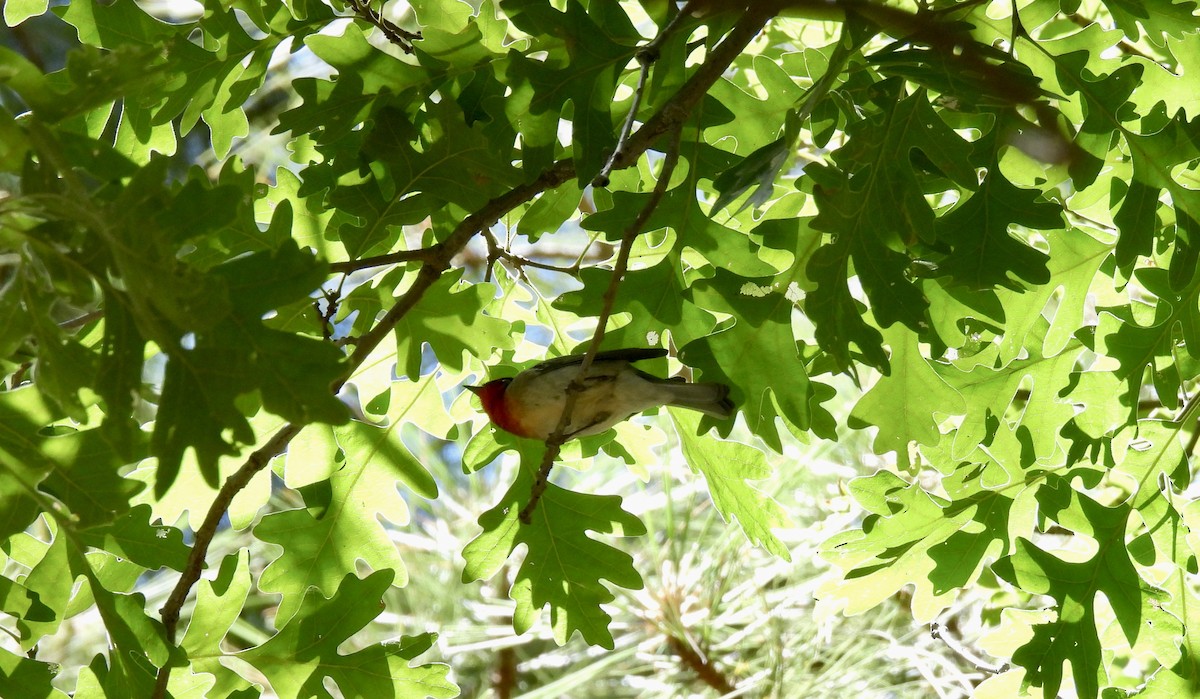 Red-faced Warbler - nikki bryer-kraft