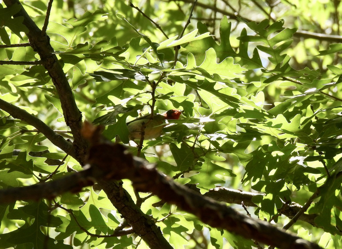 Red-faced Warbler - nikki bryer-kraft
