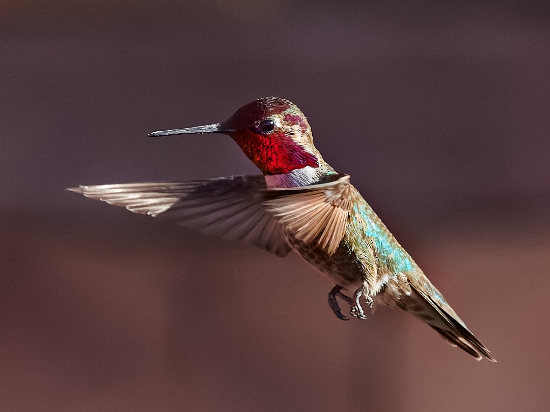 Anna's Hummingbird - Barry Elkind