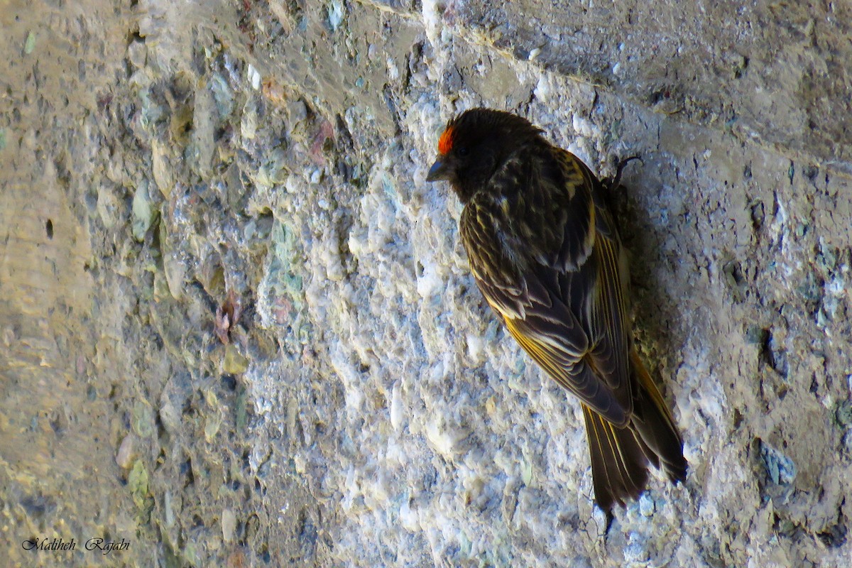 Fire-fronted Serin - ML60065511