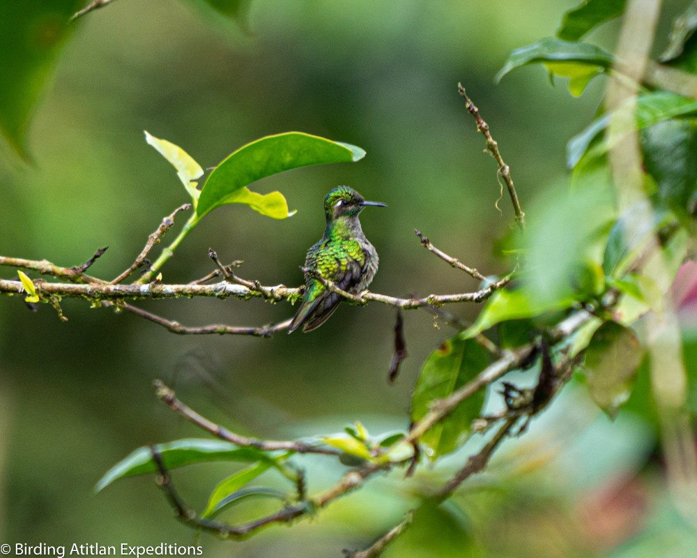 Emerald-chinned Hummingbird - ML600656261