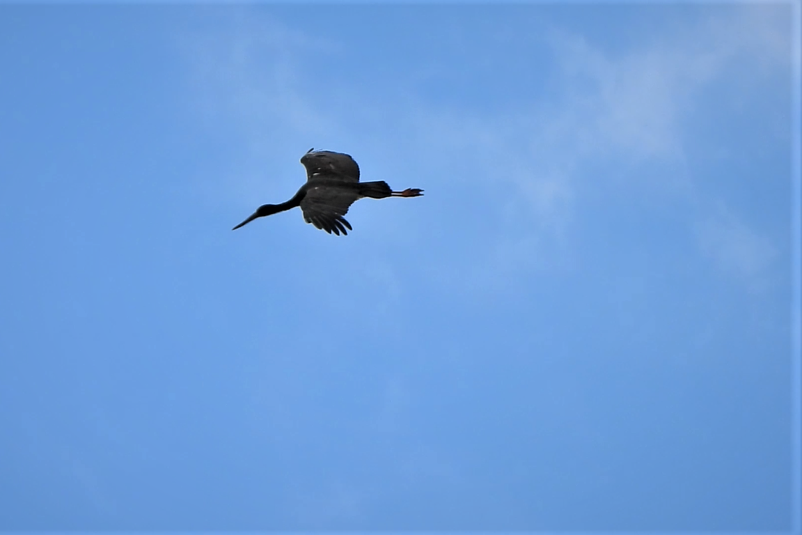 Black Stork - ML600657301