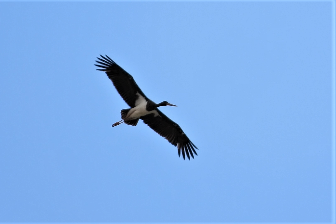 Black Stork - ML600657311