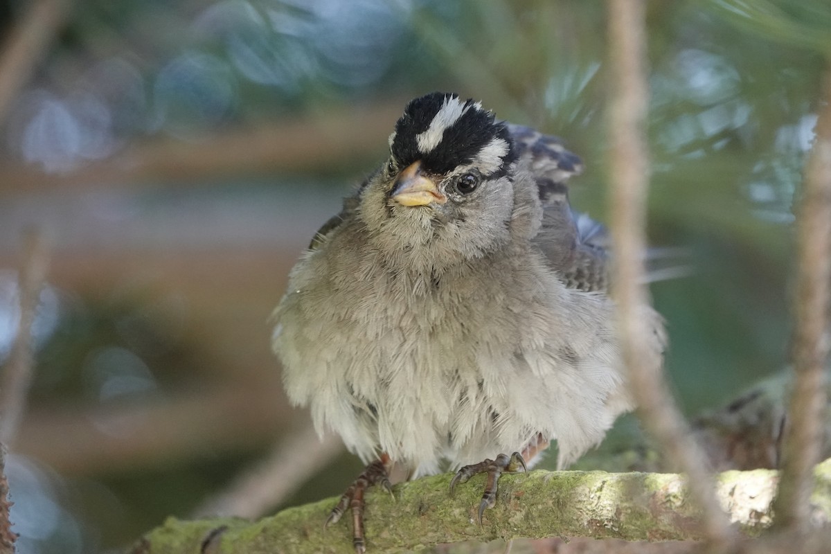 White-crowned Sparrow - ML600657701
