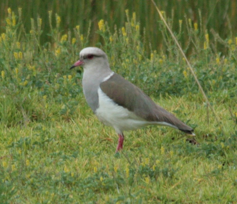 Andean Lapwing - ML60065791