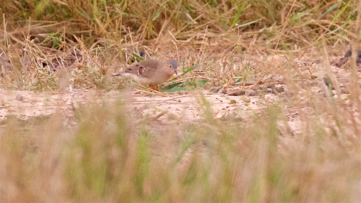 Long-tailed Ground Dove - ML600658631