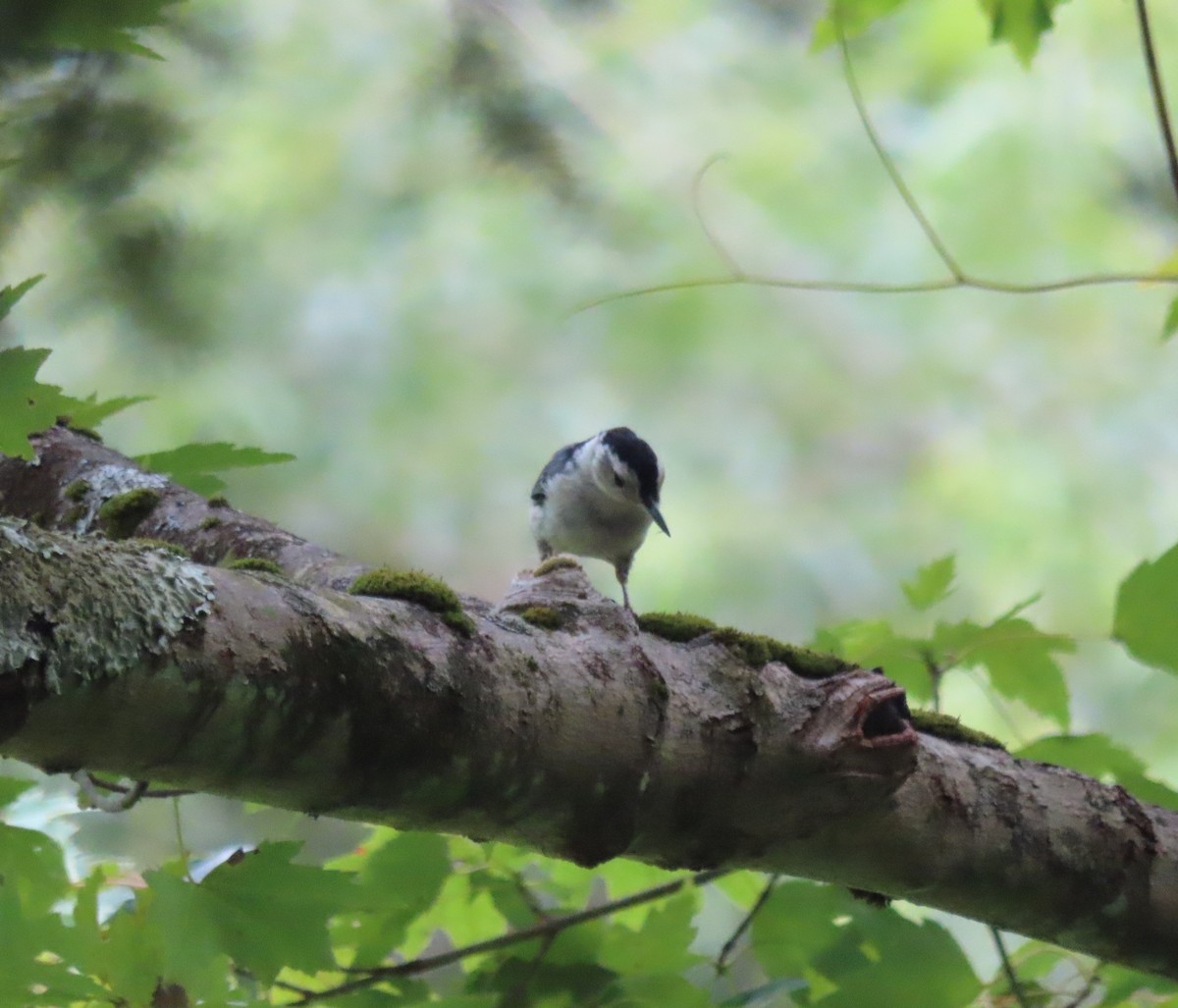 White-breasted Nuthatch - ML600658641