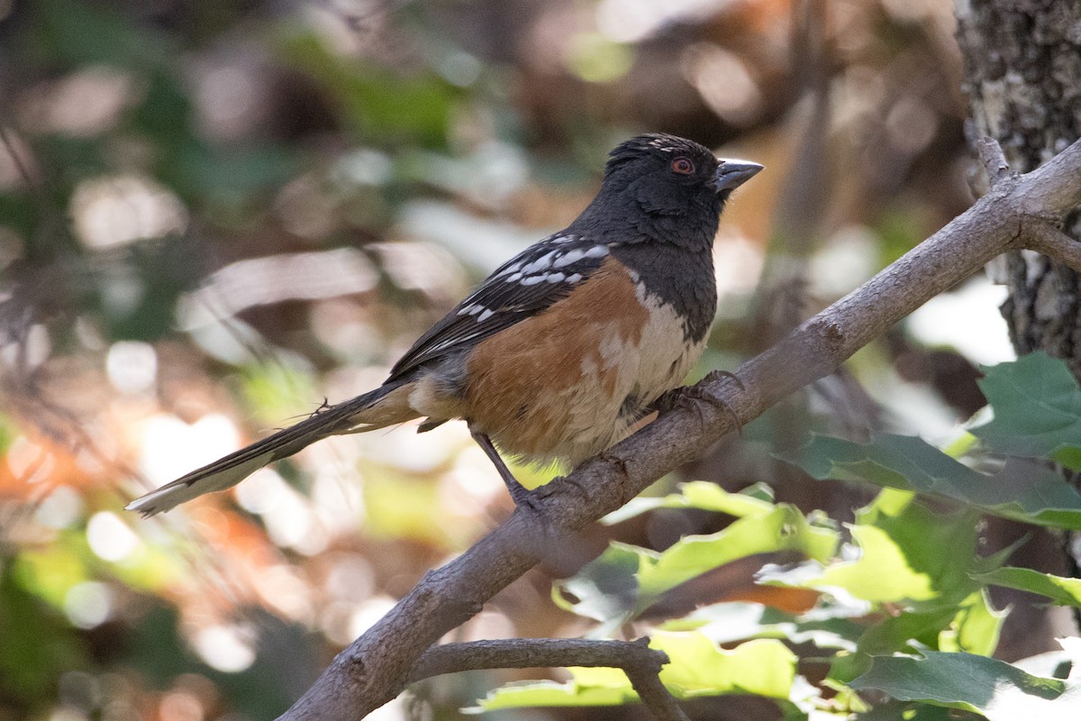 Spotted Towhee - ML600662661