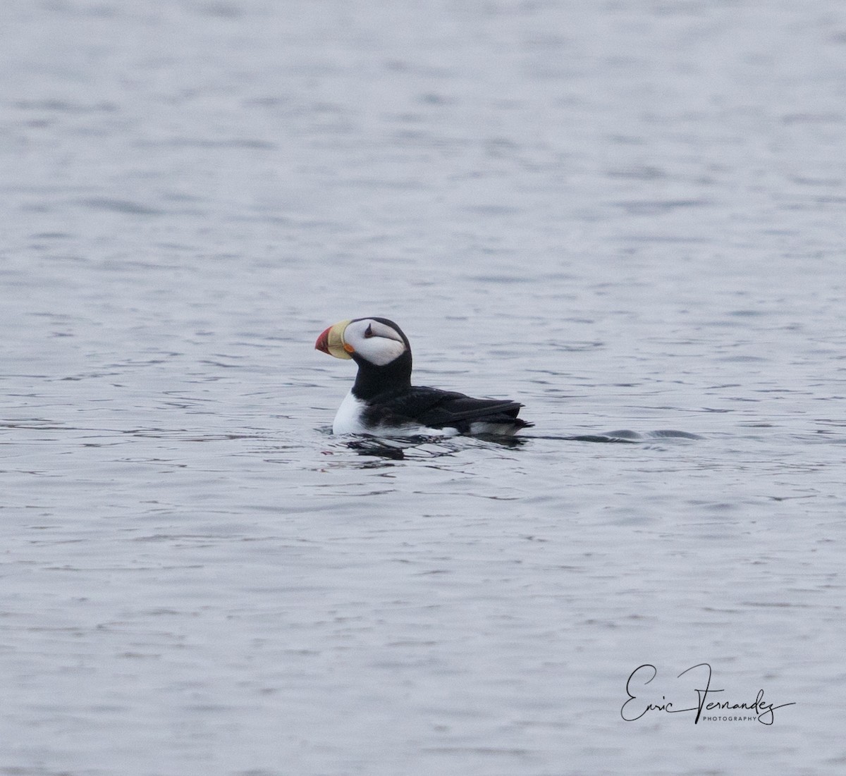 Horned Puffin - ML60066471