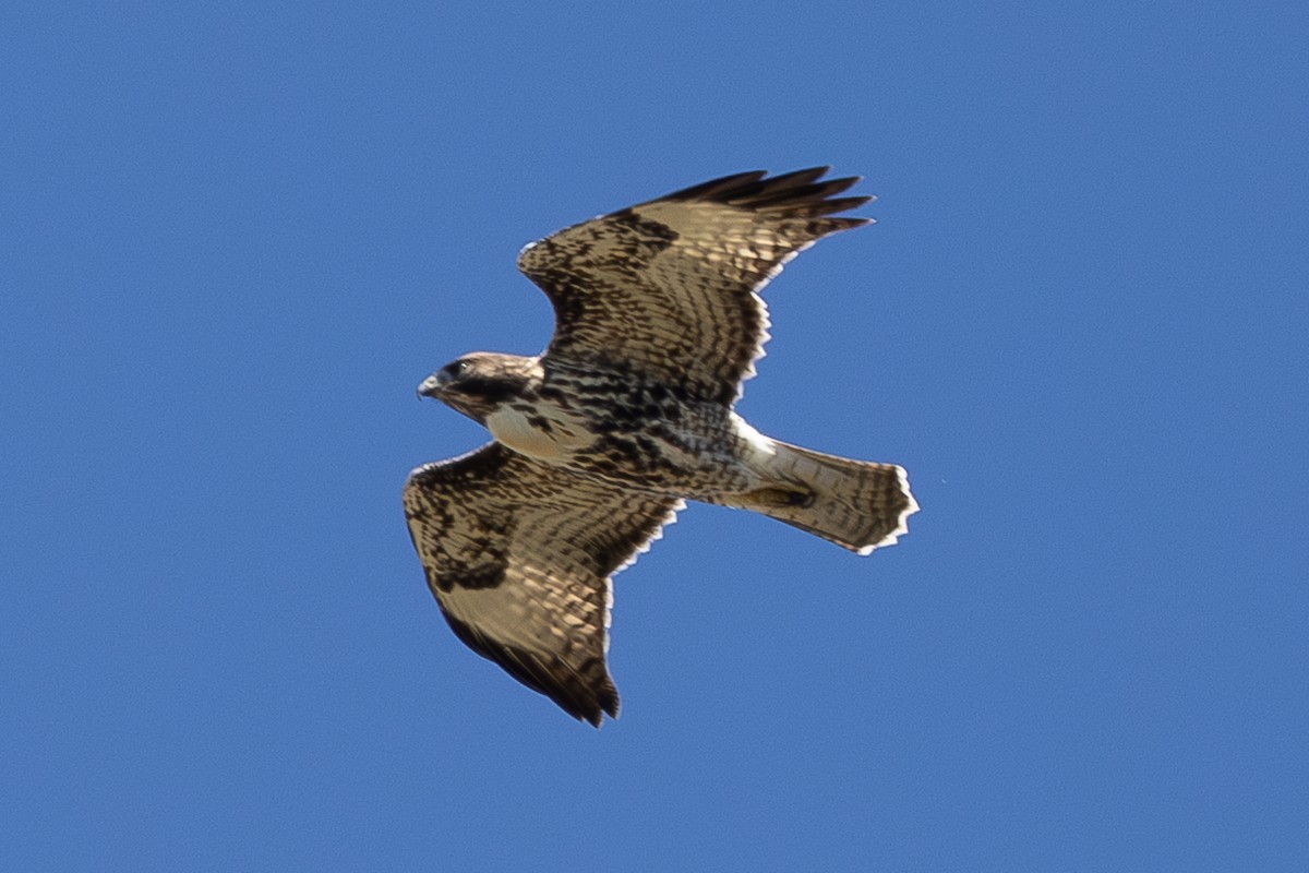 Red-tailed Hawk - ML600666231