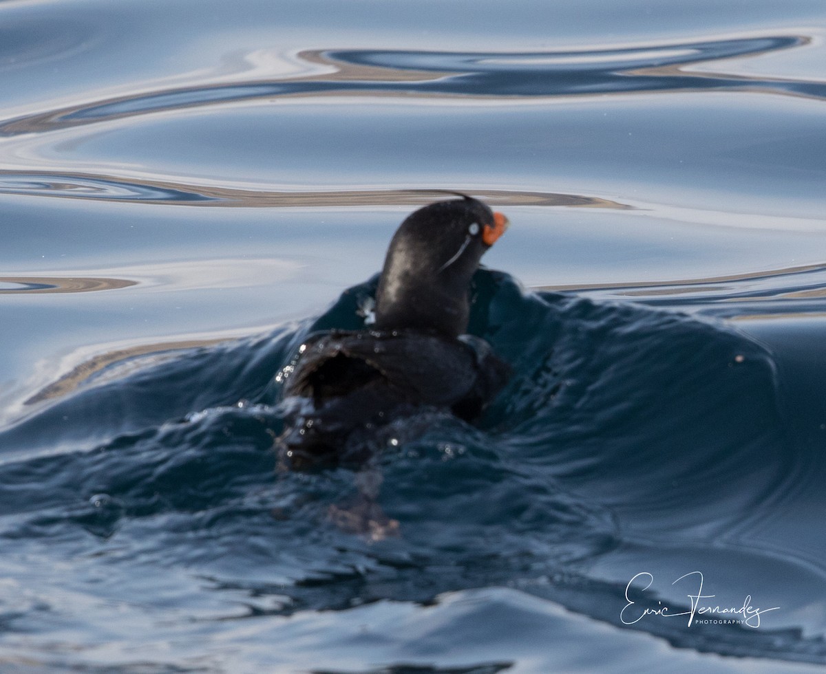 Crested Auklet - ML60066641