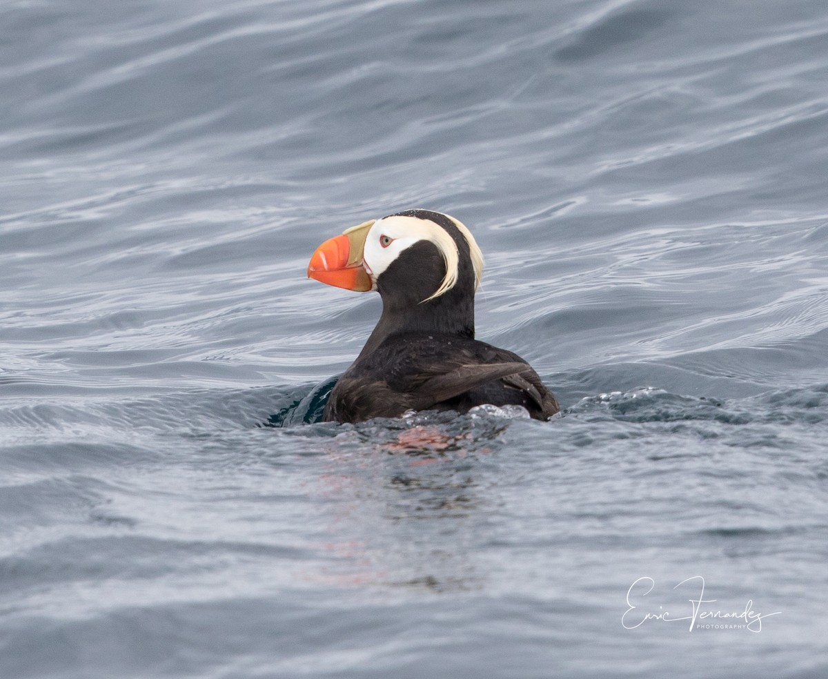 Tufted Puffin - ML60067011