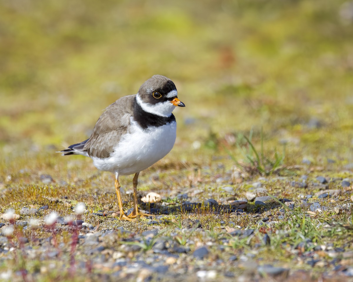 Semipalmated Plover - ML600670911