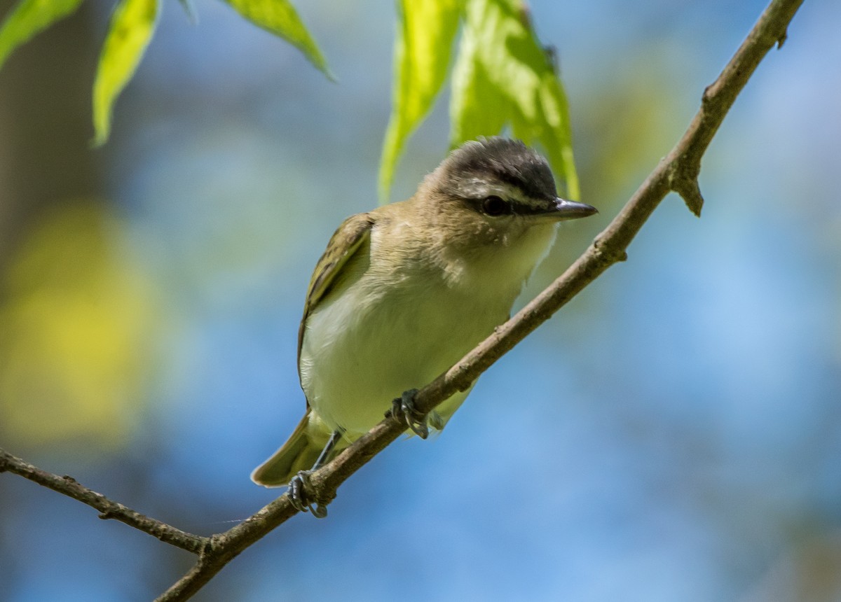Red-eyed Vireo - Frank King