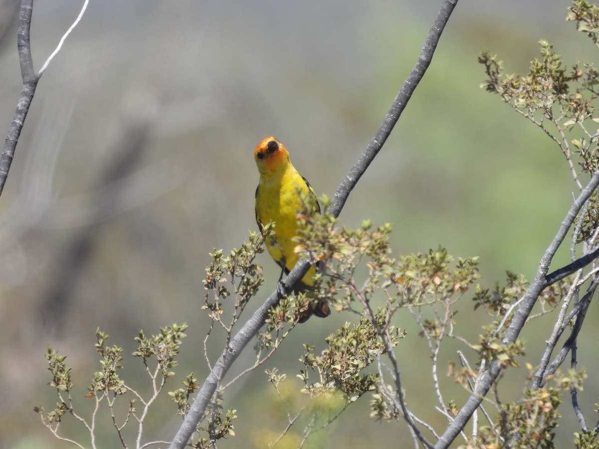 Western Tanager - ML600678611