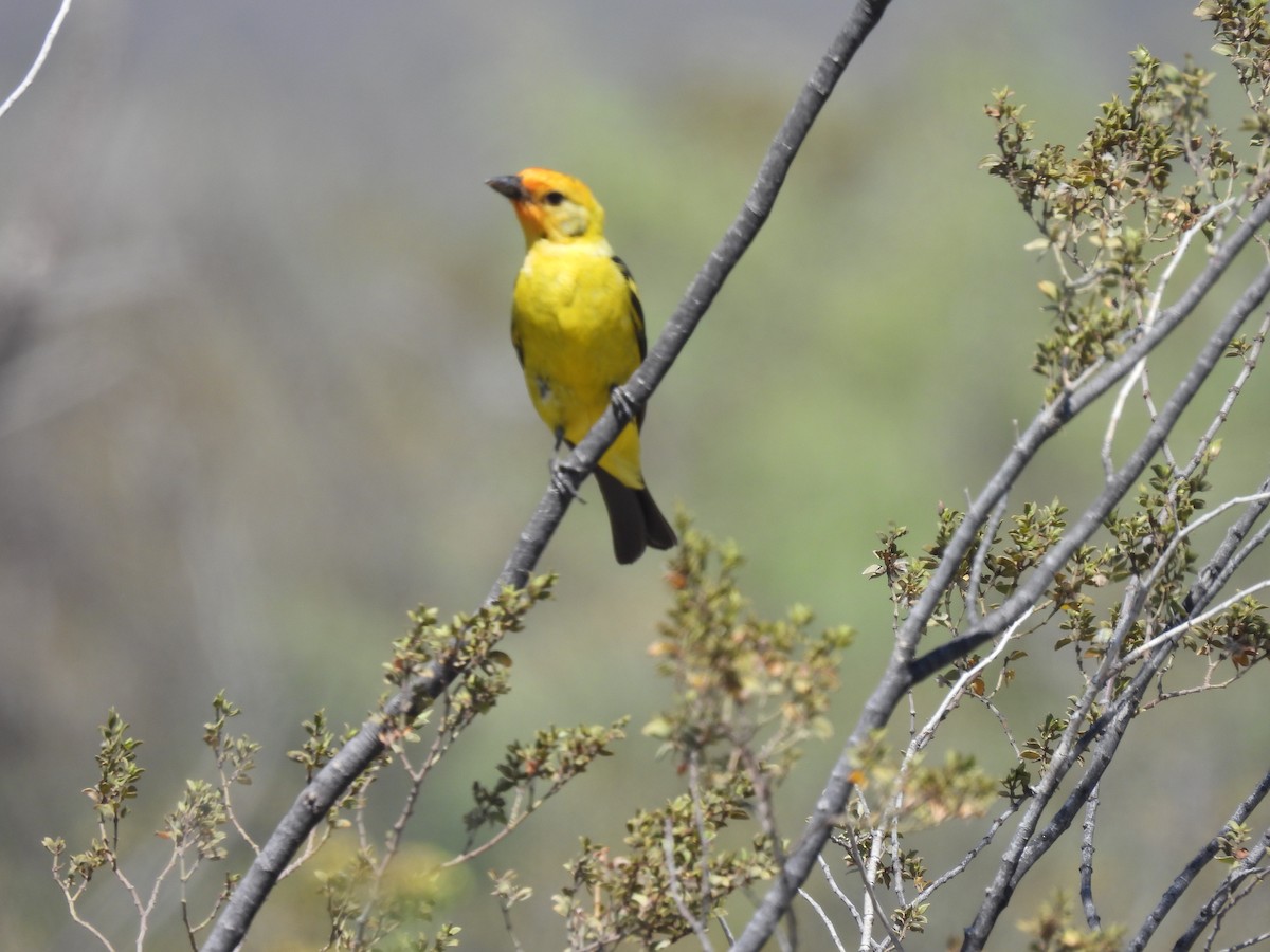Western Tanager - ML600678621
