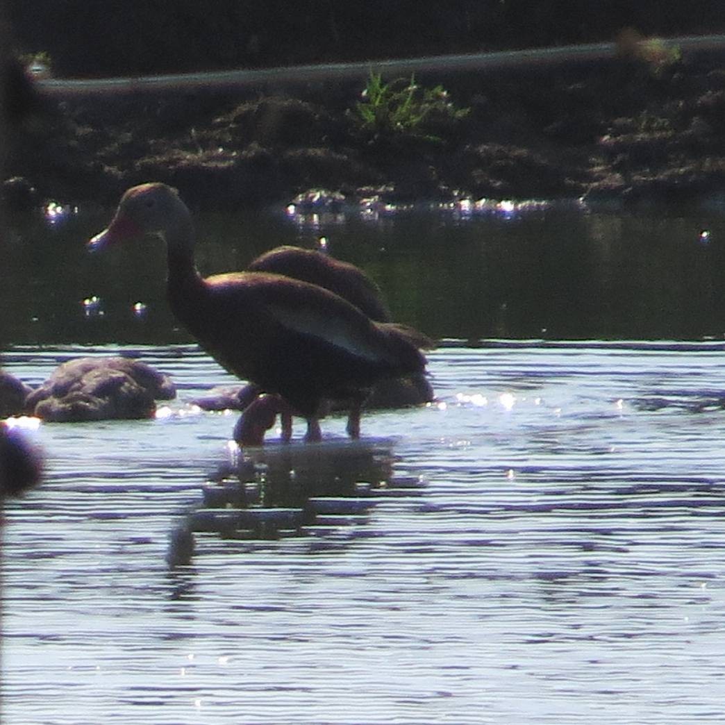 Black-bellied Whistling-Duck - Craig Taylor