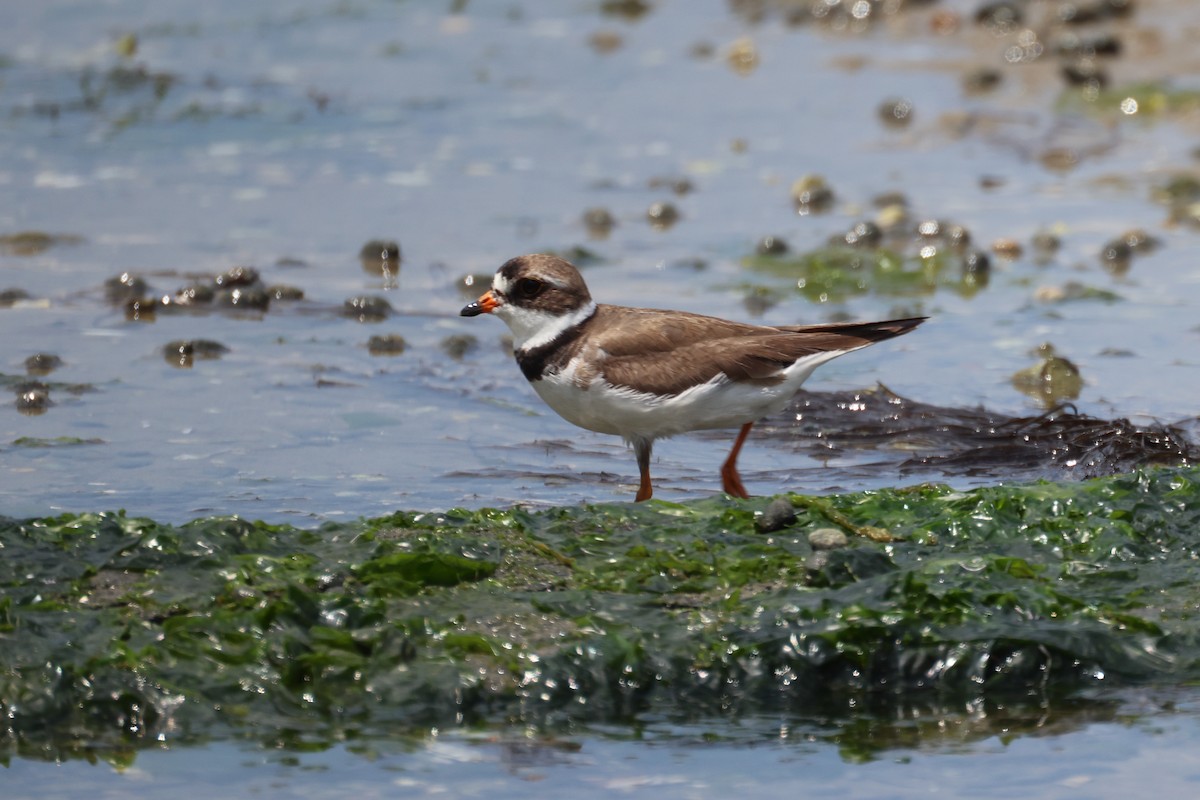 Semipalmated Plover - ML600683091