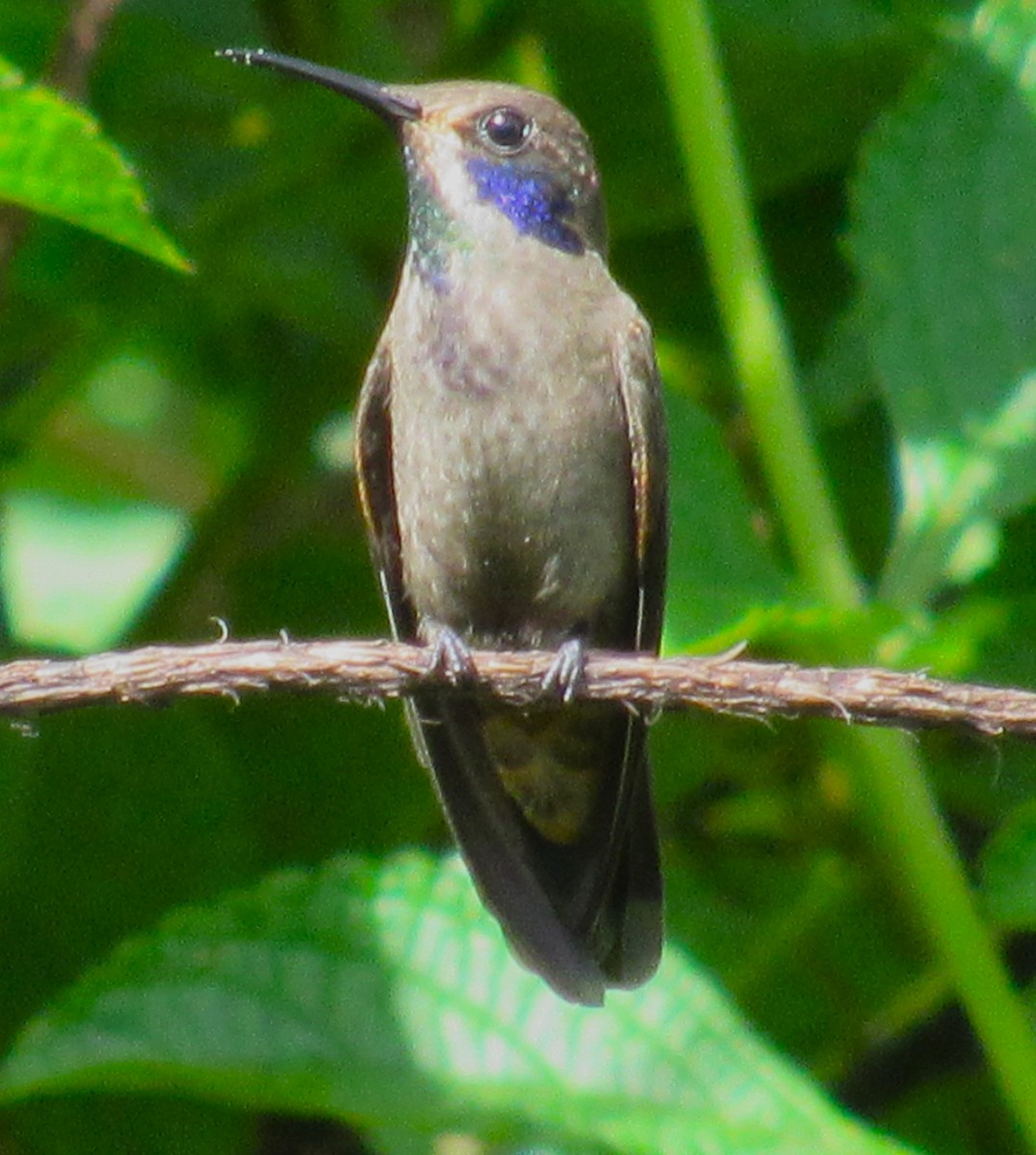 kolibřík fialovouchý - ML600686161