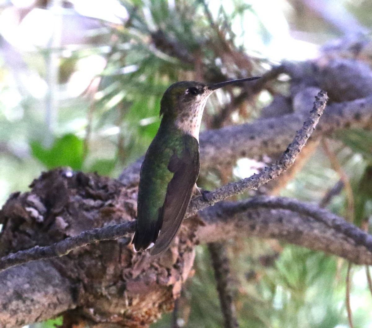 Calliope Hummingbird - ML600687611