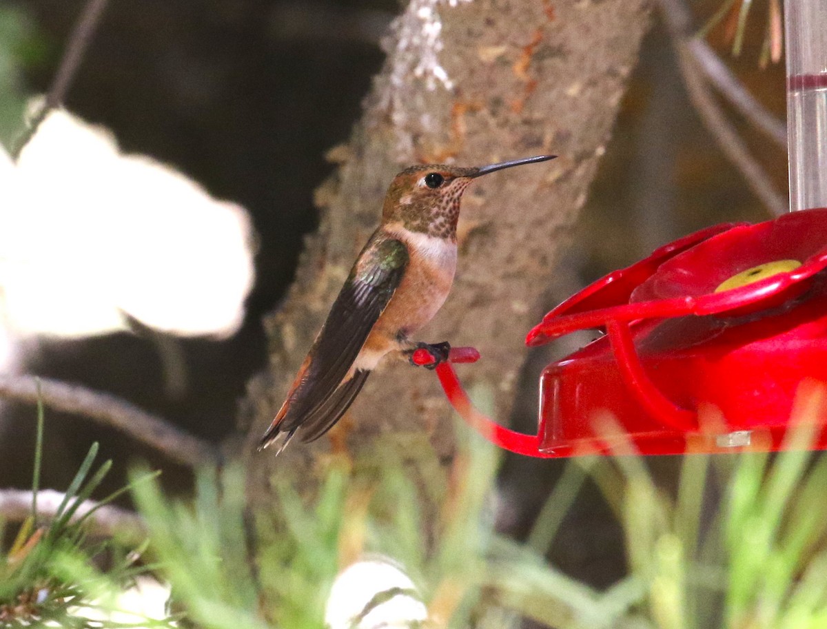 Rufous Hummingbird - ML600687891