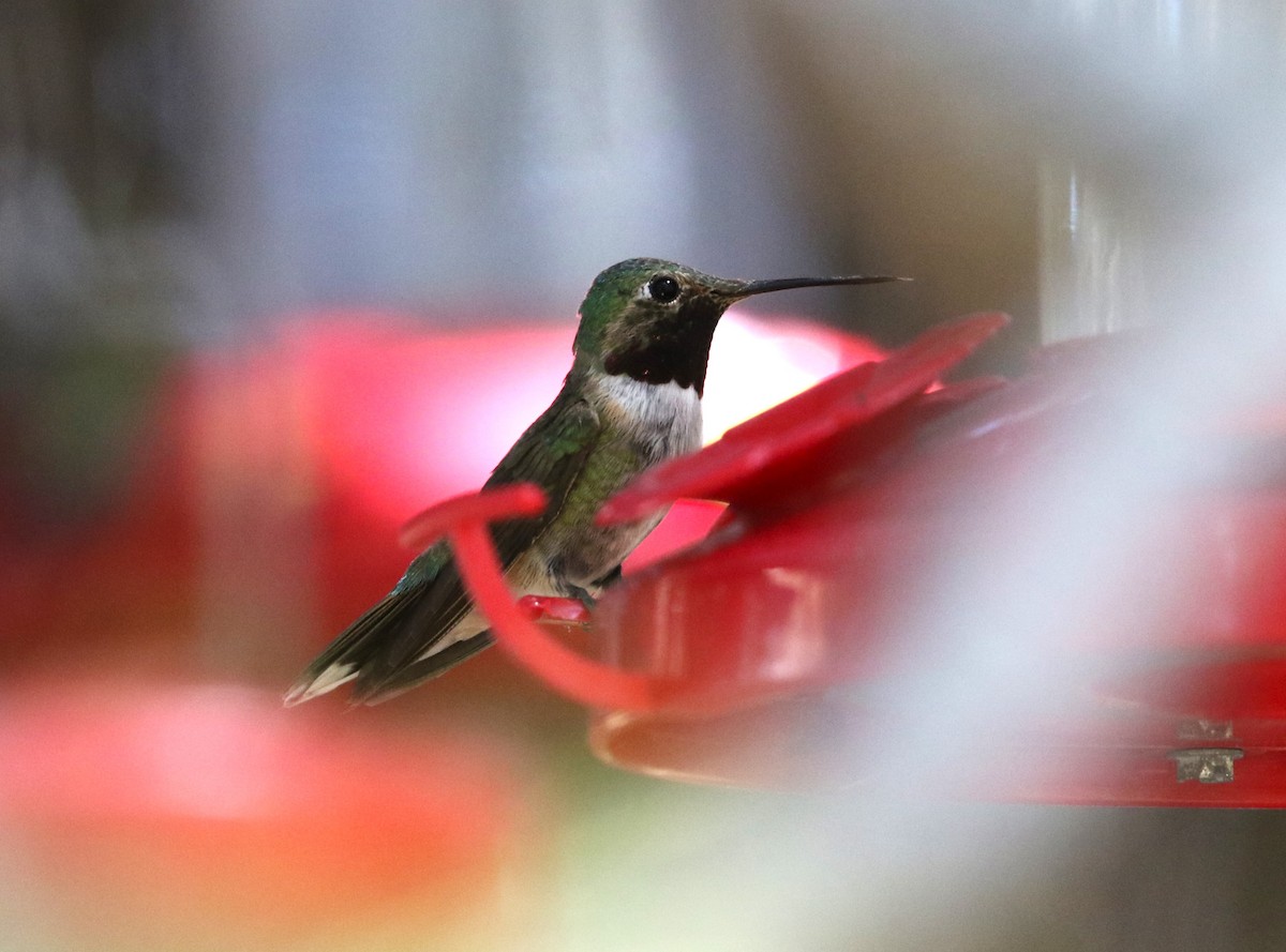 Broad-tailed Hummingbird - ML600688331