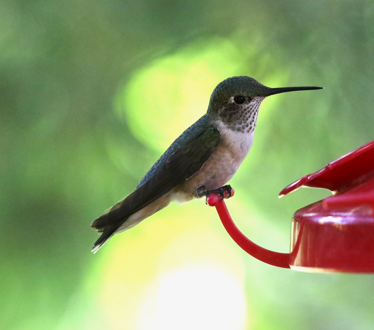Broad-tailed Hummingbird - ML600688341