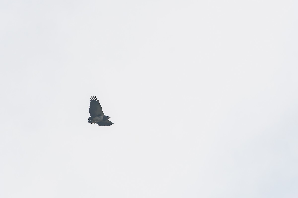 Black-chested Buzzard-Eagle - ML600690101
