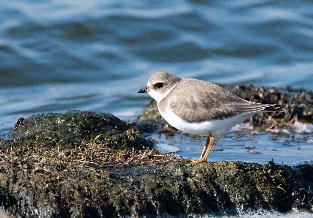 Semipalmated Plover - ML600692771