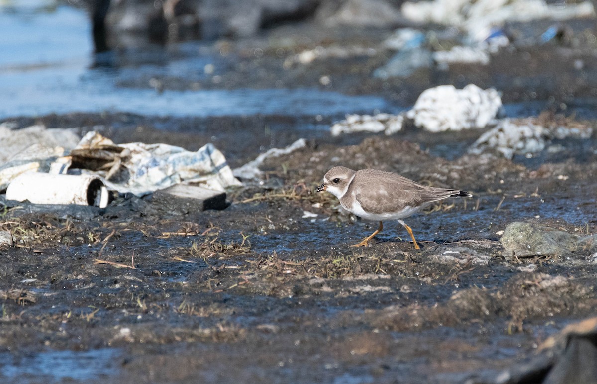 Semipalmated Plover - ML600692781