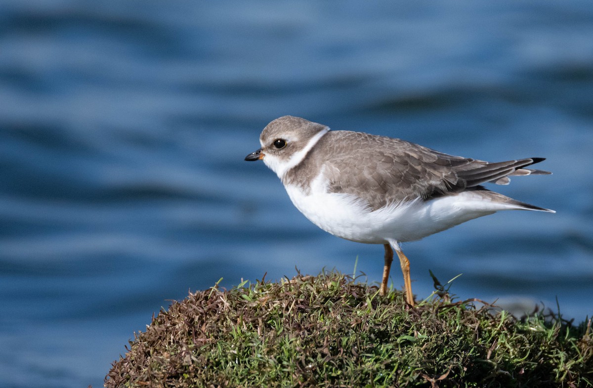 Semipalmated Plover - ML600692791